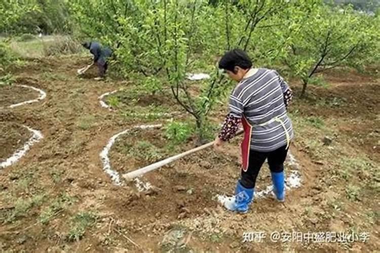 种的大蒜叶子发黄怎么办