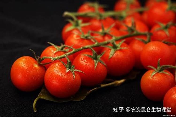 西红柿追肥用什么肥料