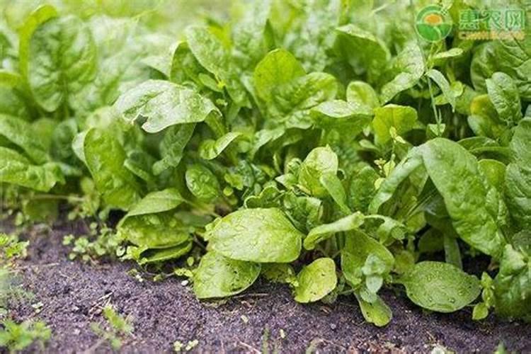 要让菠菜快速生长该用什么肥料