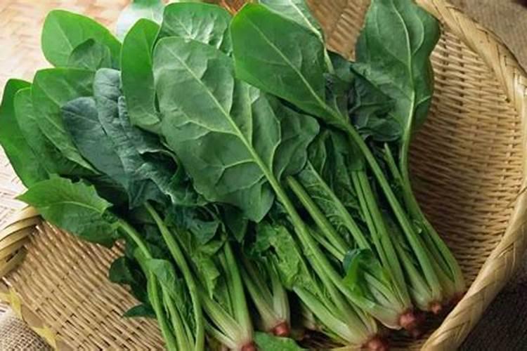 种植菠菜怎么施肥该施什么肥料