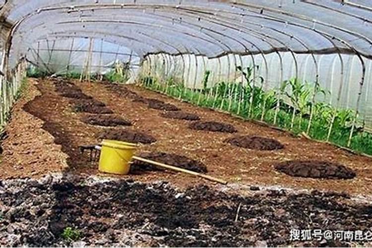 种菠菜用什么肥料 四季应该怎么办