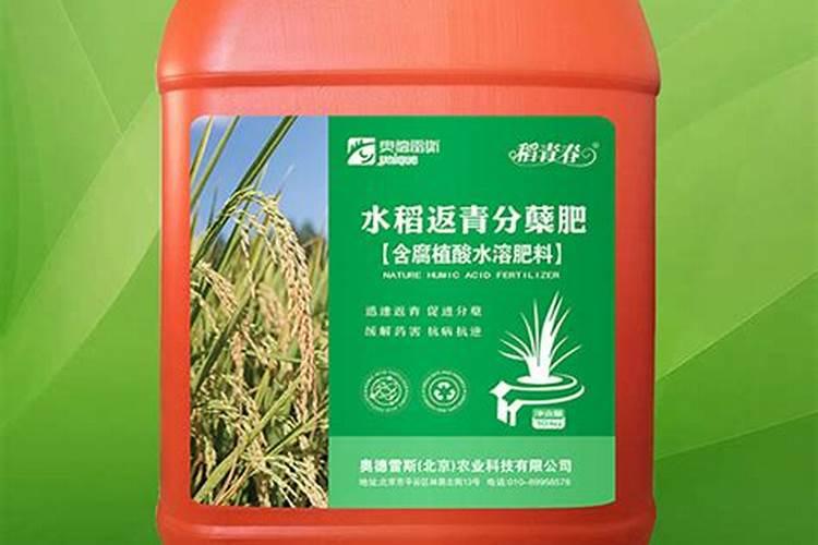 西红柿需要什么肥料