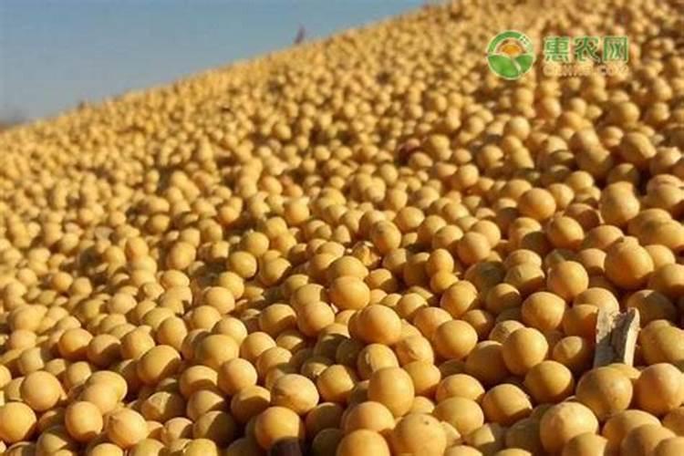 茄子西红柿苗期施什么肥