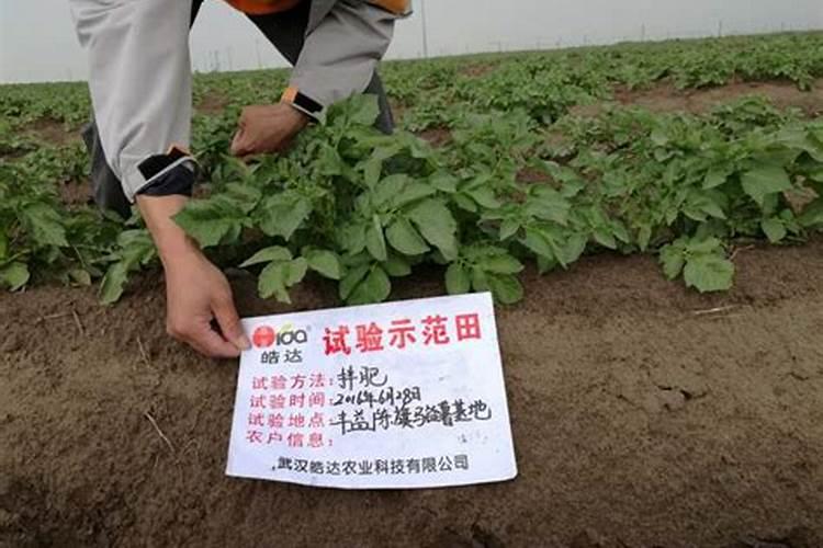 栽种马铃薯如何施好基肥？