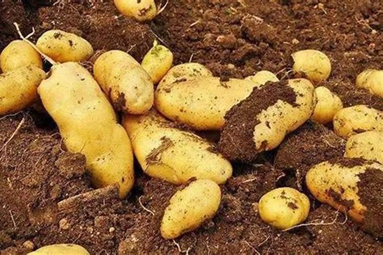 土豆追肥用什么肥料？用了这些肥料土豆养得活才怪