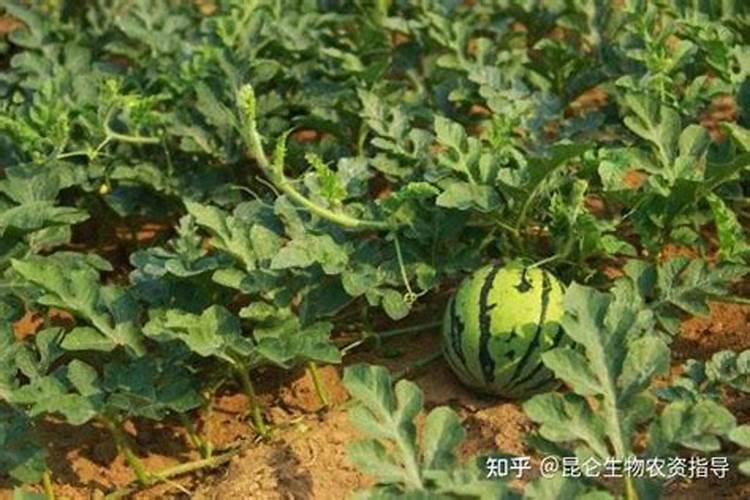 甜瓜定植后怎样施增甜肥效果好