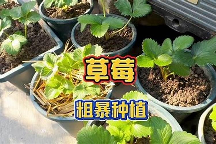 棉花黄叶病用什么药效果好