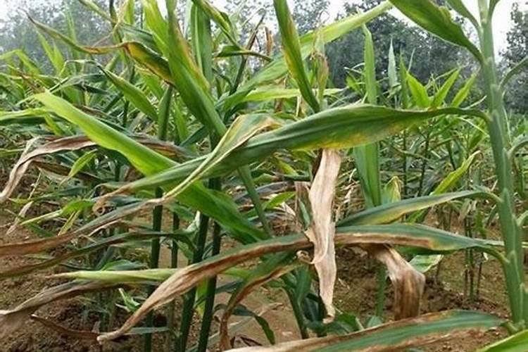什么植物多施钾肥