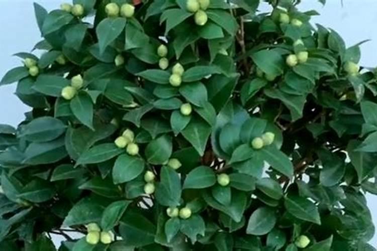 茶花长新芽时施肥有哪些讲究
