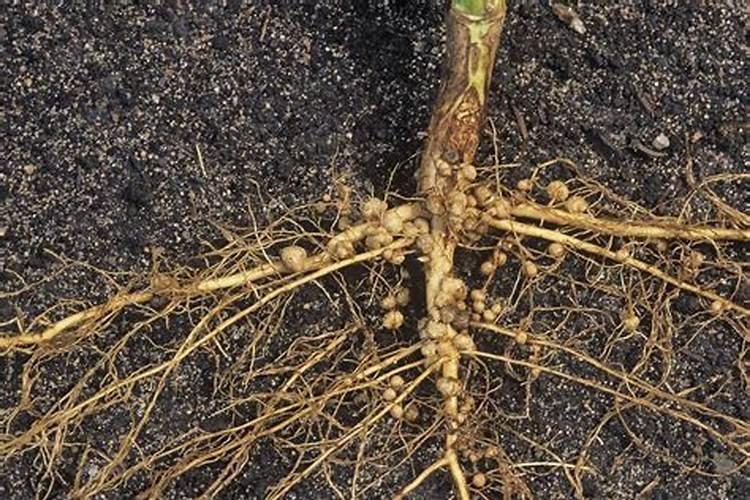 豆科植物根瘤固氮方法