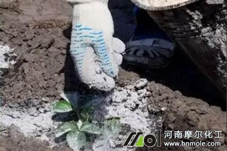 草木灰养花的正确使用方法