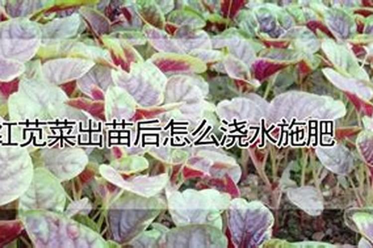 番茄浇什么肥料合适