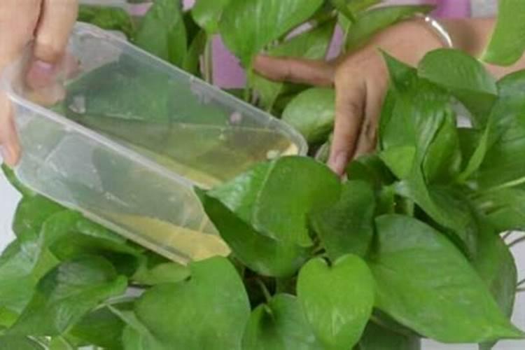 花卉施肥的方法和技巧是什么