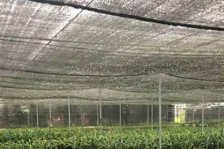兰花养护最好的肥料