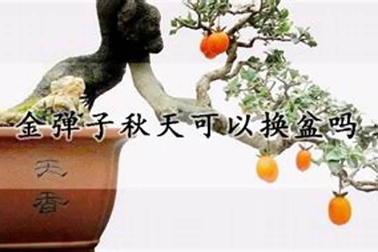 金弹子什么时间可以翻盆？