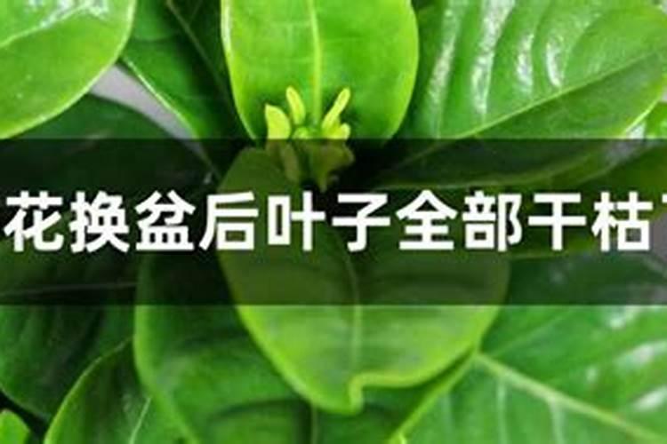 金弹子喜肥吗 喜欢施什么肥料