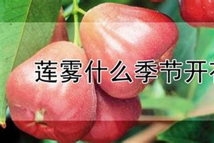 莲雾催花最快方法
