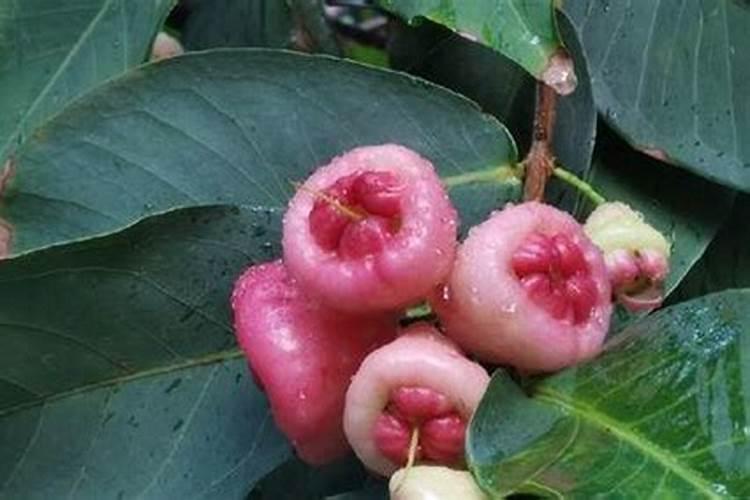 莲雾催花时间和方法