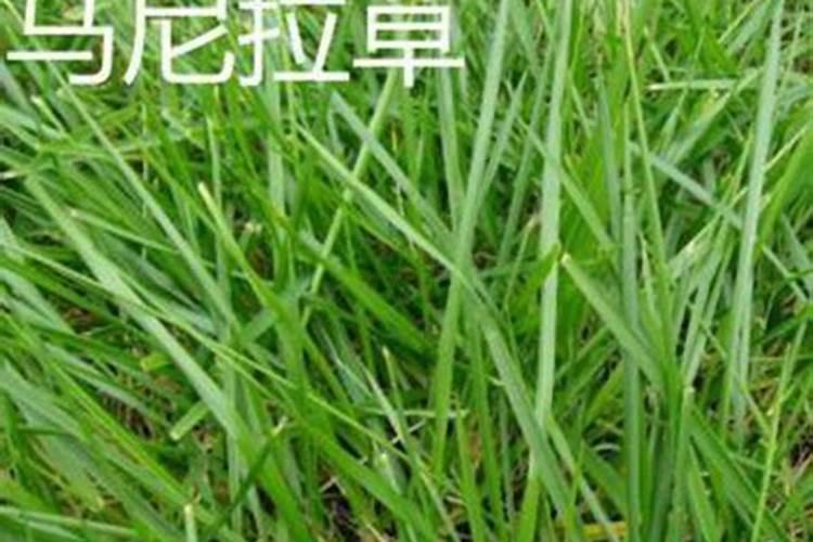种的草坪可以撒复合肥吗