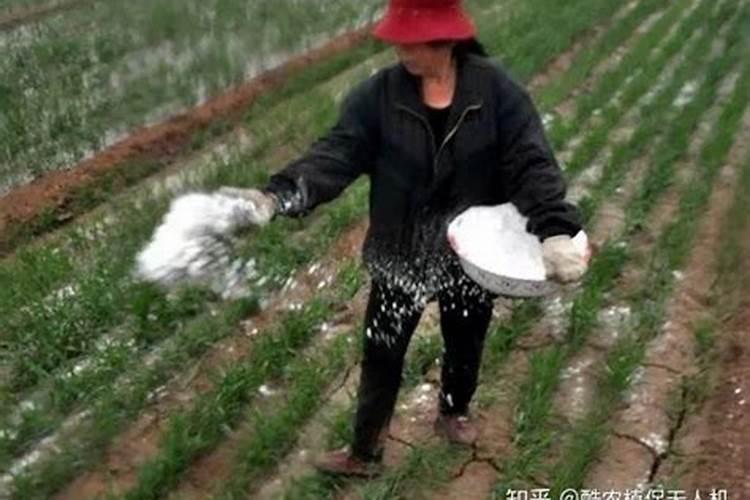 芸苔素产品很多,那些在果树上用好