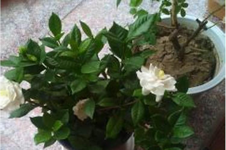 莲雾多久结果开花