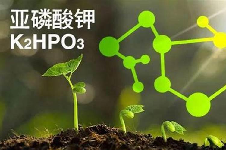 亚磷酸钾控旺多长时间见效、能使用在共秋葵上吗？如何使用