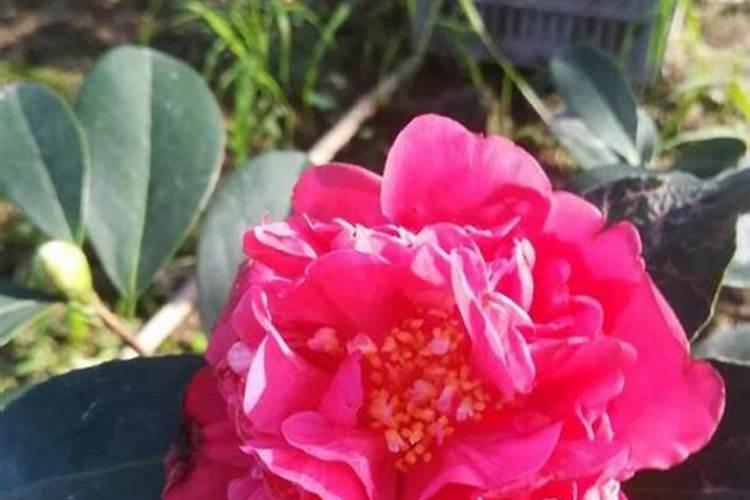 茶花什么时候施肥