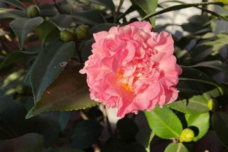 茶花施什么肥最好