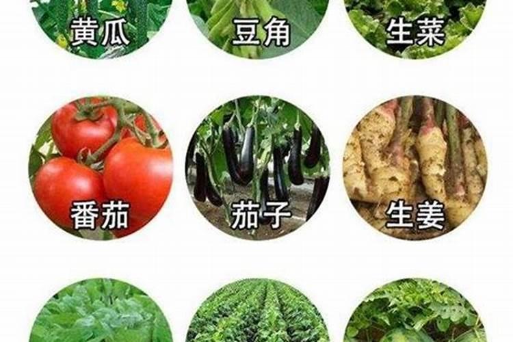 磷酸二氢钾叶面肥浓度应该是多少
