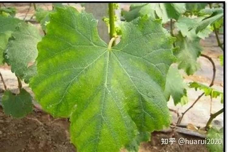 葡萄开花前用什么肥好