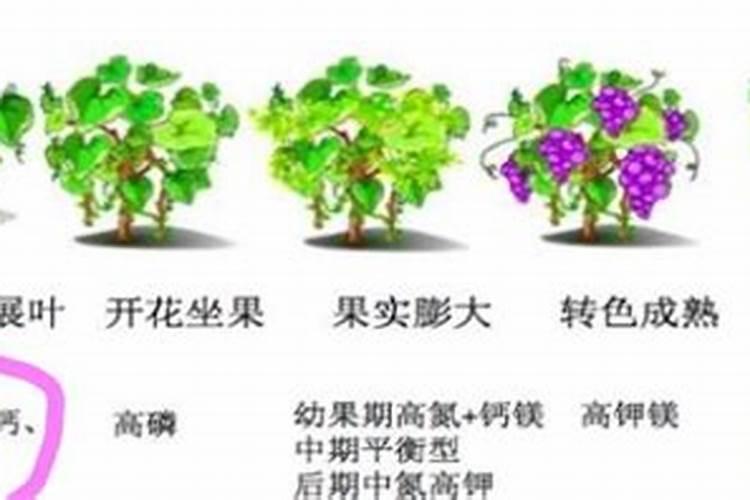 葡萄树发芽要注意什么？