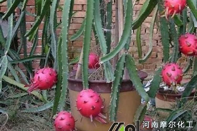 火龙果施什么肥才能开花结果
