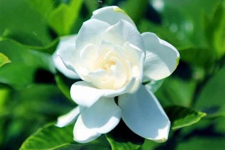 盆栽栀子花吧(栀子花盆栽方法)