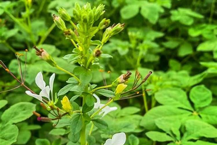 白花紫露草应如何栽培