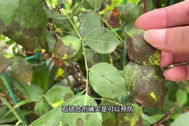 西瓜黑斑病症状识别？怎样防治？