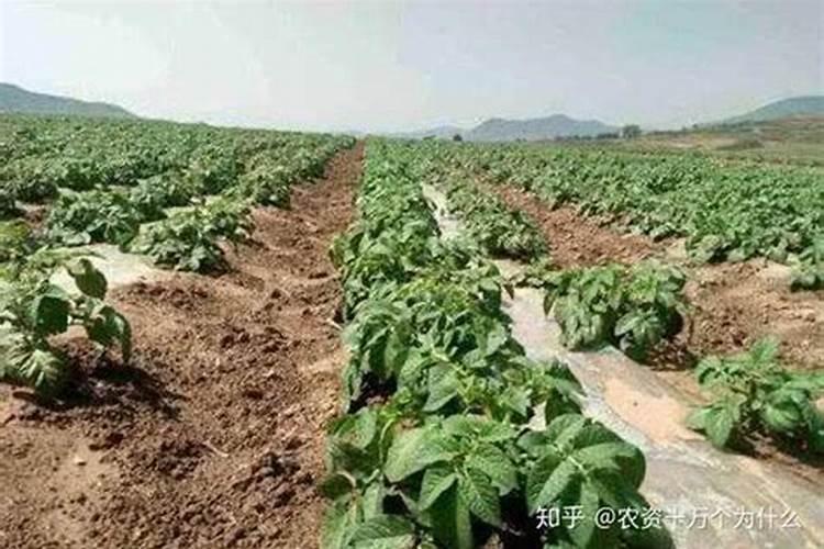 绣球花施什么肥最好