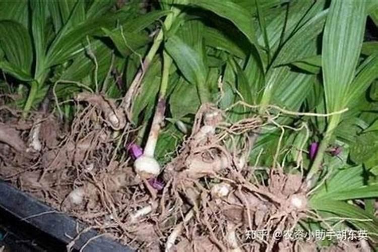种植半夏施肥要合理,该怎样给叶面喷肥？