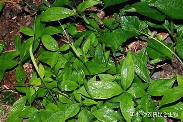 ﻿药用植物叶面追肥技巧