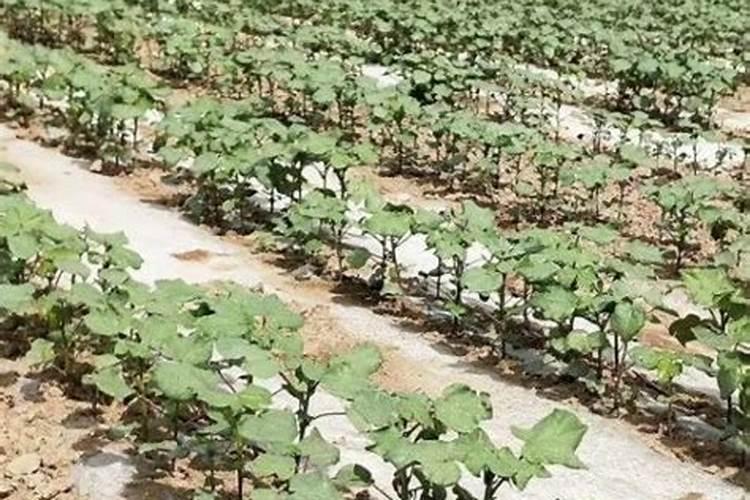 棉花什么时间施钾肥效果好