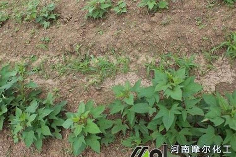 红薯最忌施什么肥？如何正确的给红薯施肥？