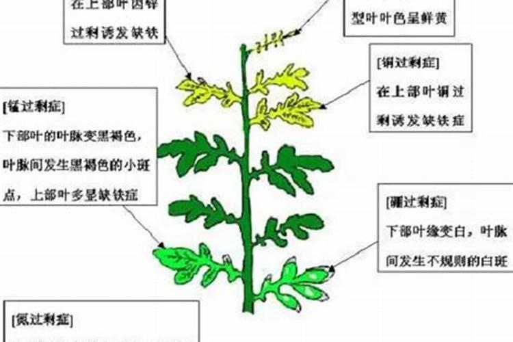如何给雏菊施肥与浇水？