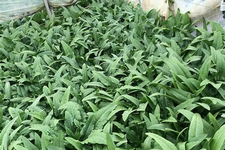 生化黄腐酸钾对植物的作用