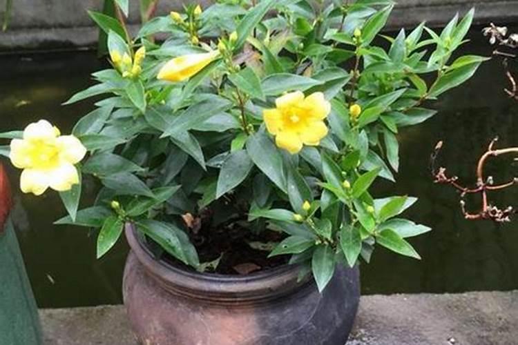 如何养护新移栽的山茶花
