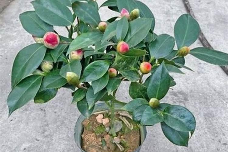 野山茶花刚移栽发芽后能不能施肥