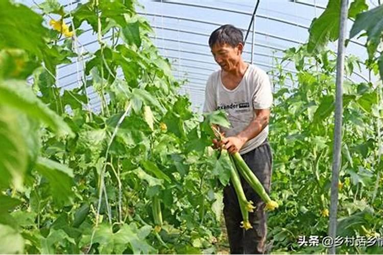 我想给丝瓜,黄瓜,木耳菜施叶面肥,请问用什么好点