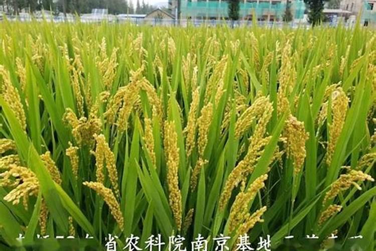 如何科学施用镁肥？