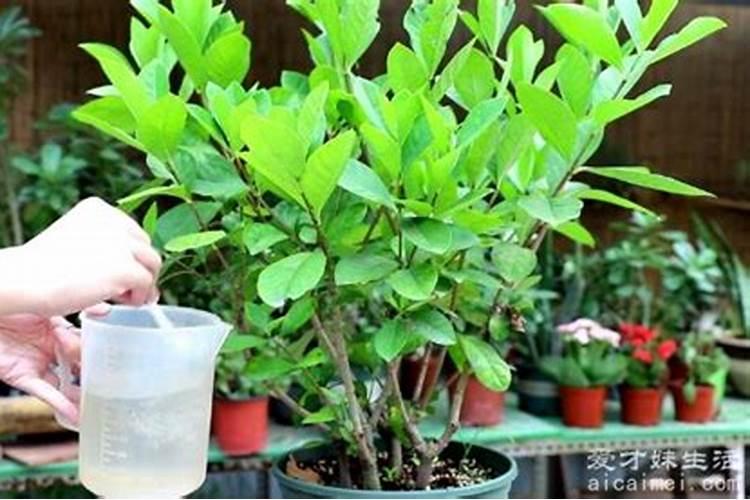 栀子花浇什么肥最好