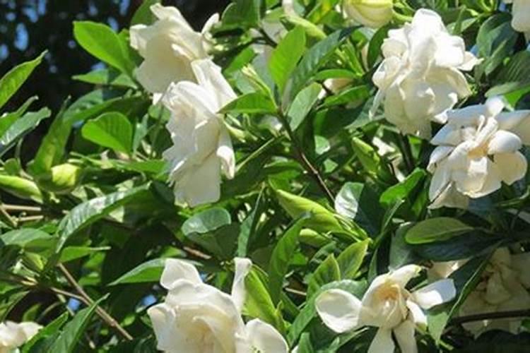 栀子花施肥什么肥料
