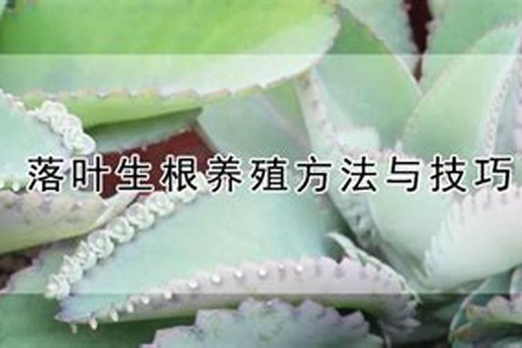 吉林市辉隆肥业有限公司怎么样？