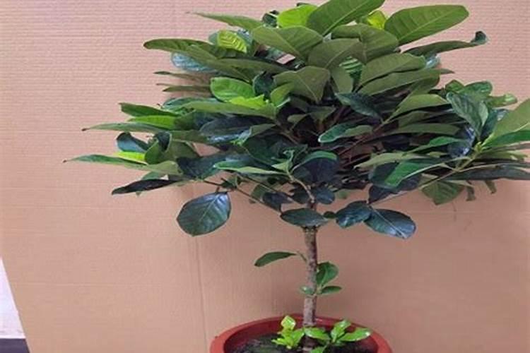 栀子花可以用复合肥吗